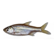 Mola Fish